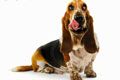 Питомник Бонсари - иконка «для собак» в Верхней Хаве